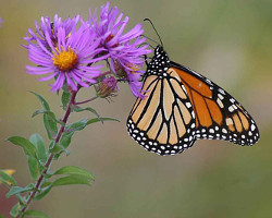 Monarch butterfly on new england aster