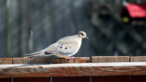 Mourning Dove on a fence.