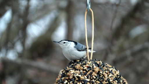 White Breasted Nuthatch sitting on suet ring.