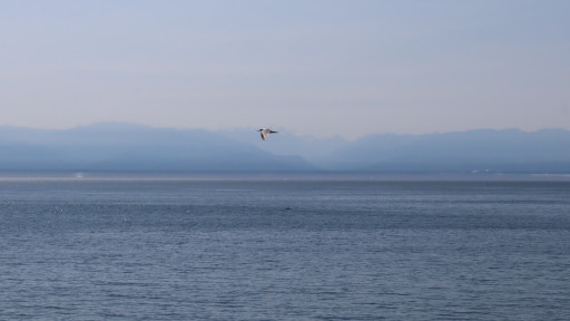 A Seagull in Flight in Victoria, BC
